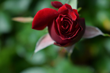 Close-up of red rose bud in garden
