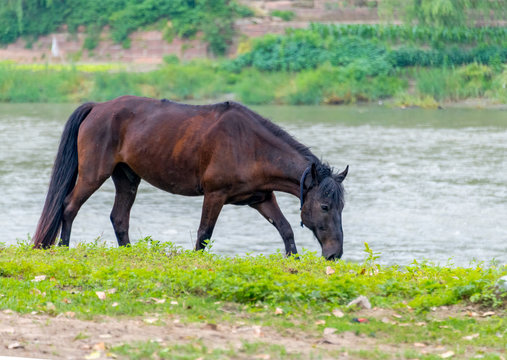 A horse grazing on the grass by the river © Weiming
