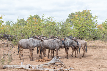 Herd of blue wildebeest, also called brindled gnu