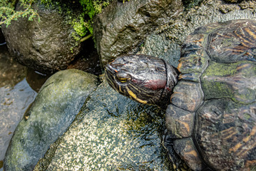 A mature red-eared slider head close up. The red-ear turtle is the most popular pet turtle in the...
