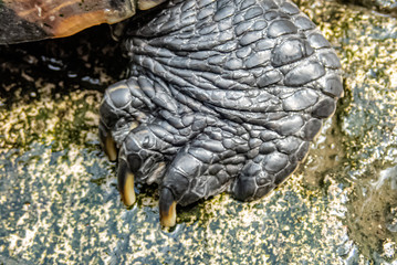 A red-ear slider (Chrysemys scripta elegans) foot close up.
