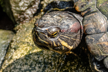 A mature red-eared slider head close up. The red-ear turtle is the most popular pet turtle in the...