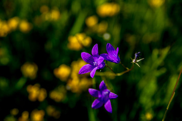 Fototapeta na wymiar Piękne kwiaty dzwoneczki