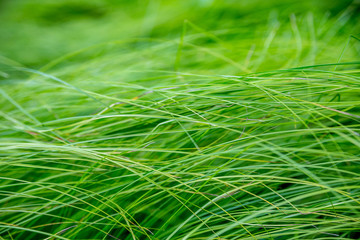 Soczyście zielona trawa na łące