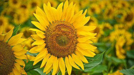 Obraz premium field of sunflowers in front of cloudy sky