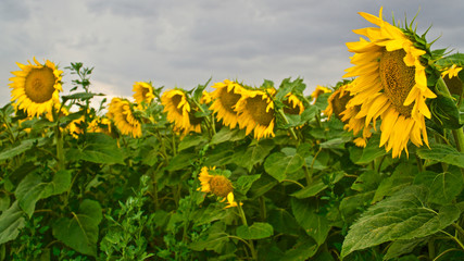 field of sunflowers in front of cloudy sky