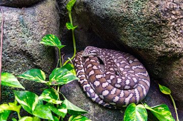 Beauty rat snake