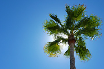 Palme, Palmenblätter, Palmenkrone, blauer Himmel