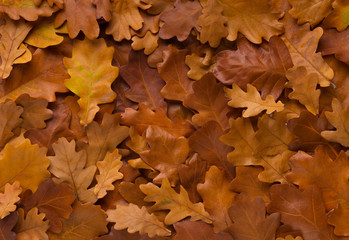 Autumn background of fallen oak leaves evenly covered ground