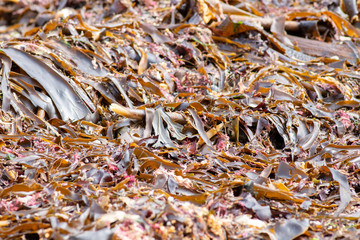 Thick layer of seaweed covering the beach