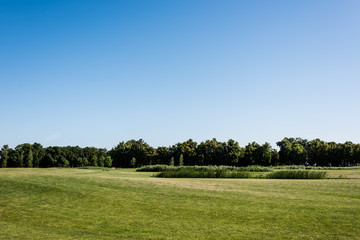 Fototapeta na wymiar green fresh grass near trees and blue sky in park
