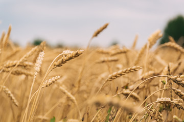 Harvest field with grain of wheat or rye.