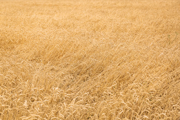 Harvest field with grain of wheat or rye.