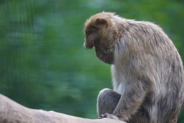 Affe in Gefangenschaft