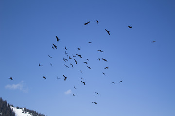 flock of seagulls