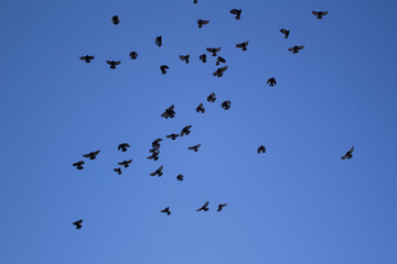 flock of flying birds