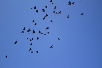 flock of birds