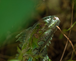 Iguane vert