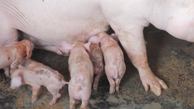  Newborn piglets suckling the sow's milk