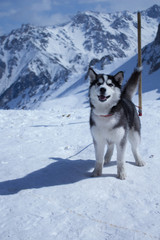 siberian husky in the snow