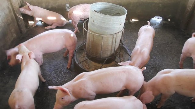   Pig Breeding farm in swine business in tidy and clean indoor housing farm