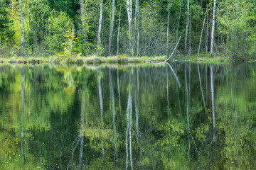 Obraz premium lake in forest