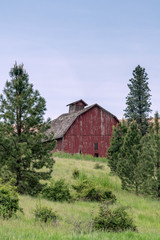 Obraz premium Old red barn sitting on a hill surrounded by pine trees. Image taken in the Palouse, Washington