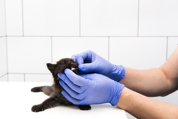 A veterinarian checks a cat's mouth and teeth at a vet clinic isolated on white background.