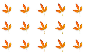 Many autumn yellow leaves isolated on white background