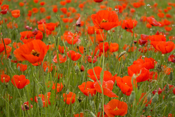 field of red poppies