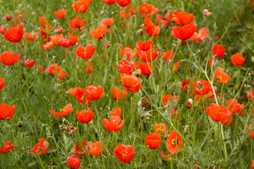 field of red poppies