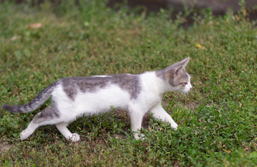 Naklejka na ściany i meble Street cat walking on grass in summer park