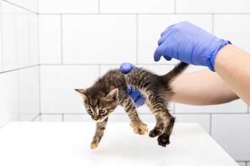 Checkup and treatment of kitten by a doctor at a vet clinic isolated on white background,...