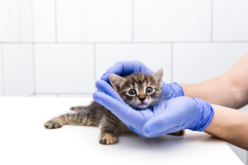 Checkup and treatment of kitten by a doctor at a vet clinic isolated on white background, vaccination of pets, tabby cat