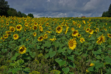 Sonnenblumenfeld, Sunflowers, Heliantuhus annuus