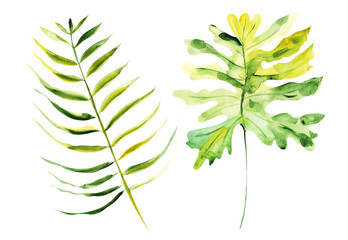 Illustration watercolor drawing botanical leaves of exotic plants on a white isolated layer