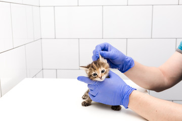 Checkup and treatment of a kitten by a doctor at a vet clinic isolated on white background, vaccination of pets and ear checking.