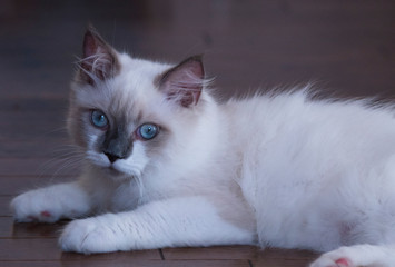 ragdoll pet Cat