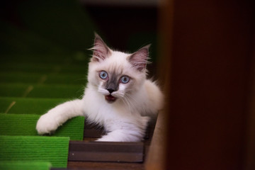 ragdoll pet Cat