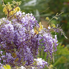 Glycine en fleurs