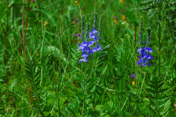blue flowers on green background