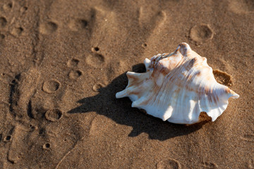 Obraz na płótnie Canvas Summer time concept with Sea Shells on wet sand near the water on the beach at sunrise.