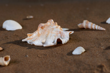 Summer time concept with Sea Shells on wet sand near the water on the beach at sunrise.