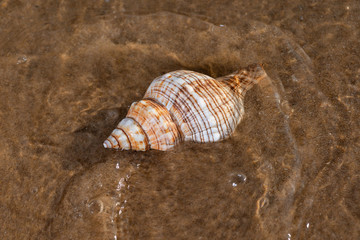 Striped Fox Horse Conch on wet sand on the beach at sunrise. Pleuroploca trapezium. Natural Seashell. Vacation concept.