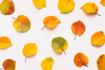 Obraz premium Colored fallen leaves laying out on white background