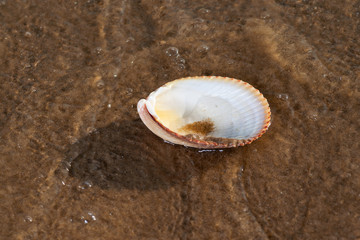 Fototapeta na wymiar Scallop Shell on wet sand on the beach at sunrise. Pectinidae. Natural Seashell. Vacation concept.