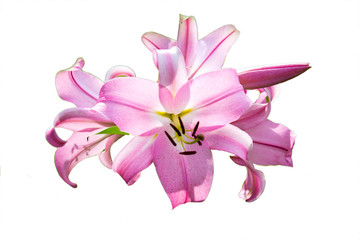 Obraz na płótnie Canvas Lily pink and white isolated on white background in the light of flowers flora