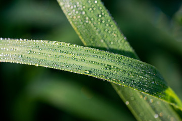 Green Grass with Dew Drops in the prairie field of the sanctuary park in the morning sun. Summer nature background with water droplets.