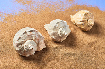 Row of seashells and scattered dry sand on blue scratched concrete