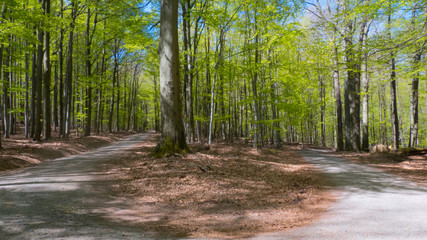 road in forest